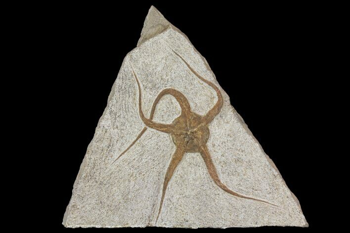 Ordovician Brittle Star (Ophiura) - Morocco #140799